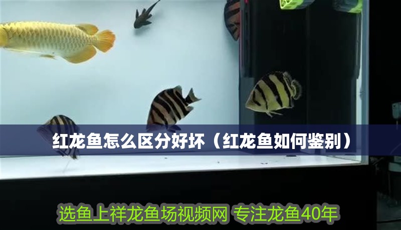 紅龍魚怎么區分好壞（紅龍魚如何鑒別）