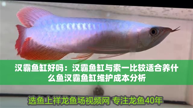 漢霸魚缸好嗎：漢霸魚缸與索一比較適合養什么魚漢霸魚缸維護成本分析