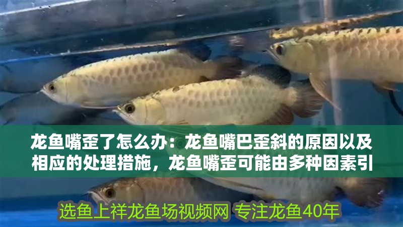 龍魚嘴歪了怎么辦：龍魚嘴巴歪斜的原因以及相應(yīng)的處理措施，龍魚嘴歪可能由多種因素引起