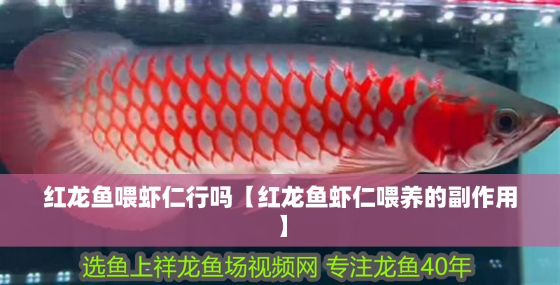 紅龍魚喂蝦仁行嗎【紅龍魚蝦仁喂養的副作用】 紅龍魚喂蝦仁行嗎【紅龍魚蝦仁喂養的副作用】 龍魚百科