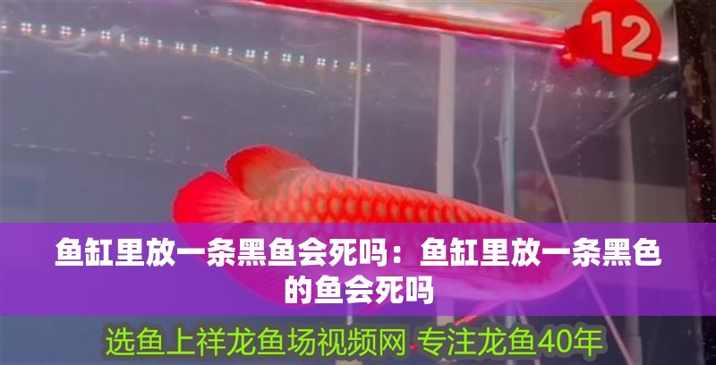 魚缸過濾器選購指南:自制魚缸過濾器魚缸上置過濾器對于養魚愛好者的必備知識 魚缸里放一條黑魚會死嗎:魚缸里放一條黑色的魚會死嗎 魚缸百科 魚缸里放一條黑魚會死嗎:魚缸里放一條黑色的魚會死嗎 魚缸里放一條黑魚會死嗎:魚缸里放一條黑色的魚會死嗎 魚缸百科