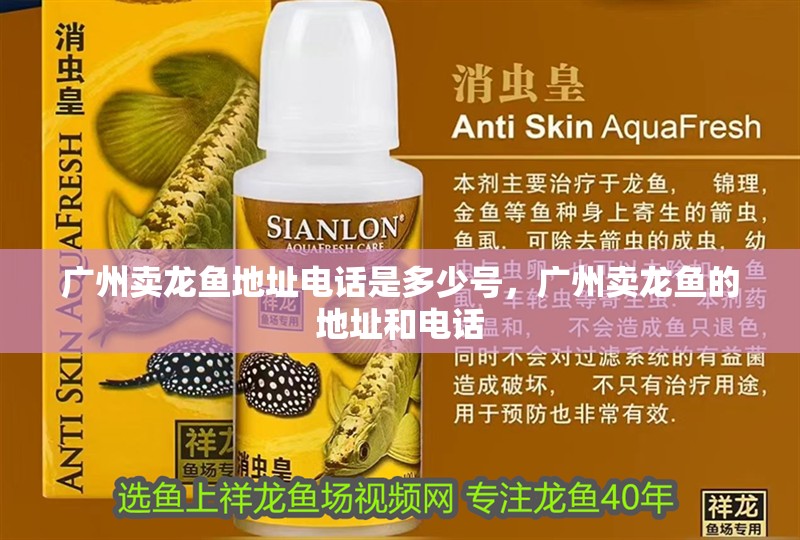 廣州賣龍魚地址電話是多少號，廣州賣龍魚的地址和電話 廣州賣龍魚地址電話是多少號，廣州賣龍魚的地址和電話 龍魚百科