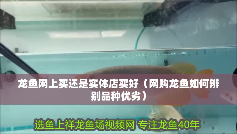 龍魚網(wǎng)上買還是實(shí)體店買好（網(wǎng)購(gòu)龍魚如何辨別品種優(yōu)劣）