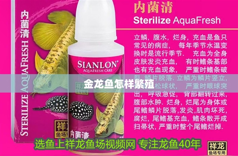 龍魚干蝦有營養嗎 金龍魚怎樣繁殖 龍魚百科 金龍魚怎樣繁殖 金龍魚怎樣繁殖 龍魚百科