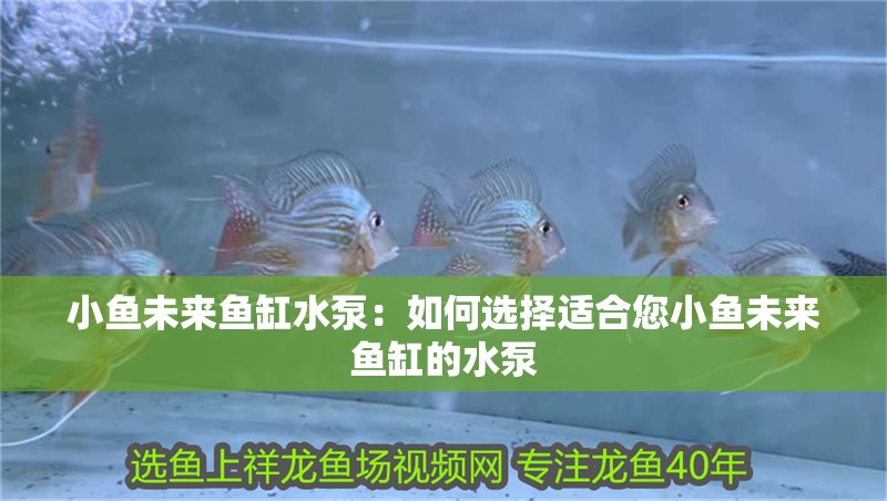 小魚未來魚缸水泵：如何選擇適合您小魚未來魚缸的水泵