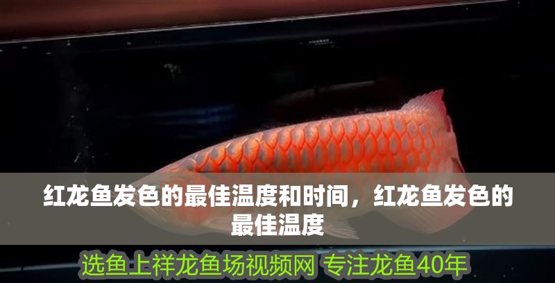 紅龍魚發色的最佳溫度和時間，紅龍魚發色的最佳溫度