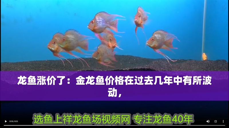 龍魚漲價了：金龍魚價格在過去幾年中有所波動，