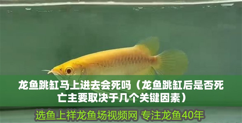 龍魚跳缸馬上進去會死嗎（龍魚跳缸后是否死亡主要取決于幾個關鍵因素）