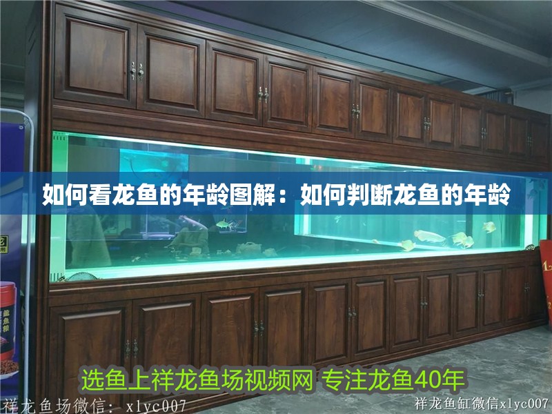 如何看龍魚的年齡圖解：如何判斷龍魚的年齡