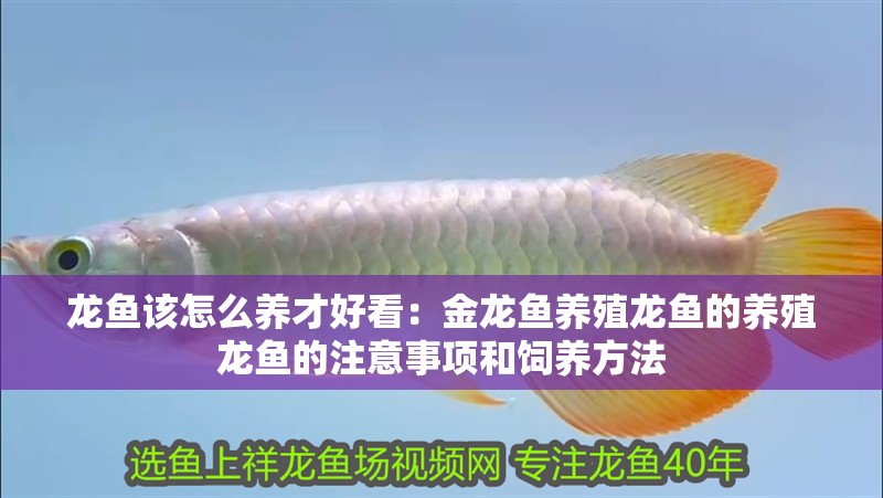 龍魚該怎么養才好看：金龍魚養殖龍魚的養殖龍魚的注意事項和飼養方法
