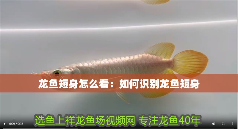 龍魚短身怎么看：如何識別龍魚短身