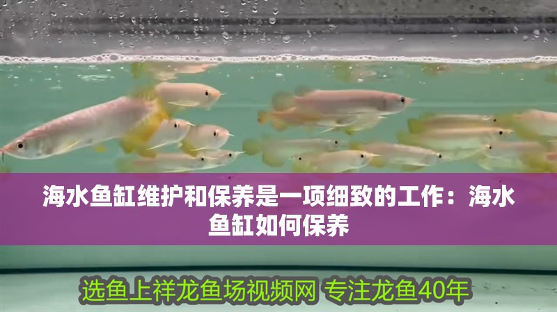 海水魚缸維護和保養是一項細致的工作：海水魚缸如何保養
