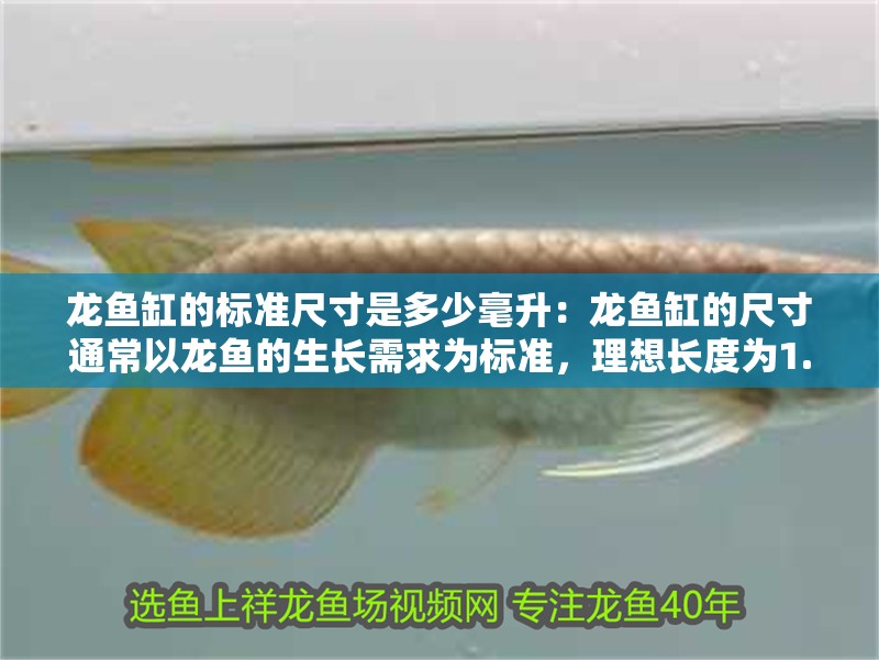 龍魚缸的標(biāo)準(zhǔn)尺寸是多少毫升：龍魚缸的尺寸通常以龍魚的生長(zhǎng)需求為標(biāo)準(zhǔn)，理想長(zhǎng)度為1.5米 龍魚缸的標(biāo)準(zhǔn)尺寸是多少毫升：龍魚缸的尺寸通常以龍魚的生長(zhǎng)需求為標(biāo)準(zhǔn)，理想長(zhǎng)度為1.5米 魚缸百科