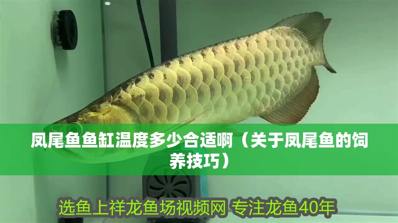 鳳尾魚魚缸溫度多少合適啊（關(guān)于鳳尾魚的飼養(yǎng)技巧）