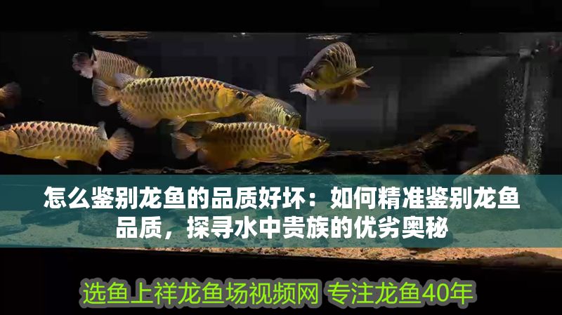 怎么鑒別龍魚的品質(zhì)好壞：如何精準(zhǔn)鑒別龍魚品質(zhì)，探尋水中貴族的優(yōu)劣奧秘