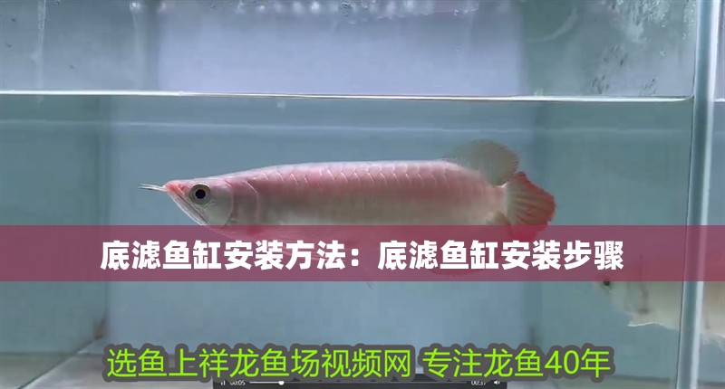 鸚鵡魚和銀龍魚混養怎樣喂食 底濾魚缸安裝方法:底濾魚缸安裝步驟 魚缸百科 底濾魚缸安裝方法:底濾魚缸安裝步驟 底濾魚缸安裝方法:底濾魚缸安裝步驟 魚缸百科