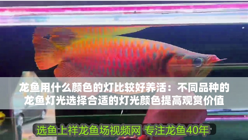 龍魚用什么顏色的燈比較好養(yǎng)活：不同品種的龍魚燈光選擇合適的燈光顏色提高觀賞價(jià)值