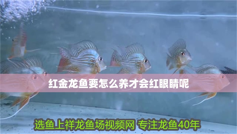 紅金龍魚要怎么養才會紅眼睛呢