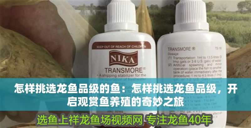 怎樣挑選龍魚品級的魚：怎樣挑選龍魚品級，開啟觀賞魚養殖的奇妙之旅