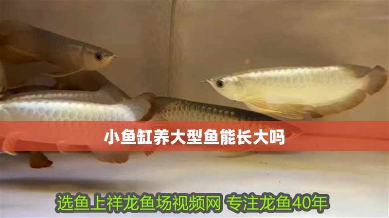小魚缸養(yǎng)大型魚能長(zhǎng)大嗎