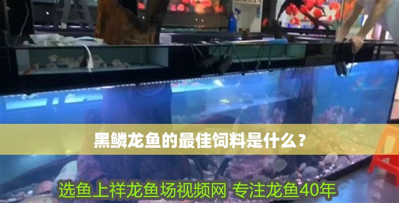 黑鱗龍魚(yú)的最佳飼料是什么？