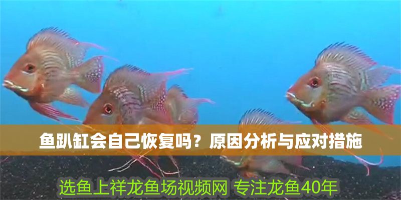魚趴缸會自己恢復嗎？原因分析與應對措施