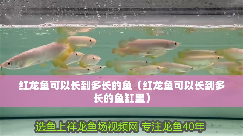 紅龍魚可以長到多長的魚（紅龍魚可以長到多長的魚缸里）