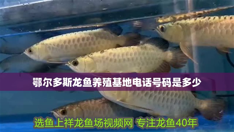 鄂爾多斯龍魚養殖基地電話號碼是多少