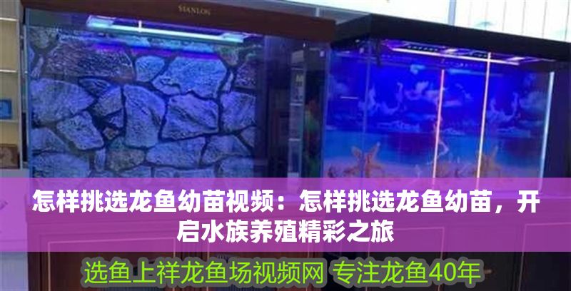 怎樣挑選龍魚幼苗視頻：怎樣挑選龍魚幼苗，開啟水族養殖精彩之旅