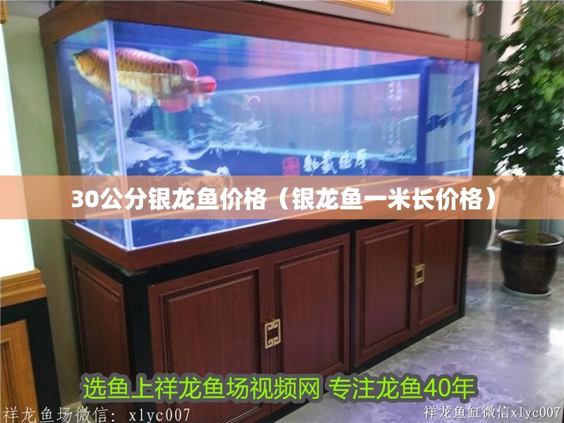 我的虎魚真菌感染了要怎么處理 30公分銀龍魚價格(銀龍魚一米長價格) 銀龍魚百科 30公分銀龍魚價格(銀龍魚一米長價格) 30公分銀龍魚價格(銀龍魚一米長價格) 銀龍魚百科