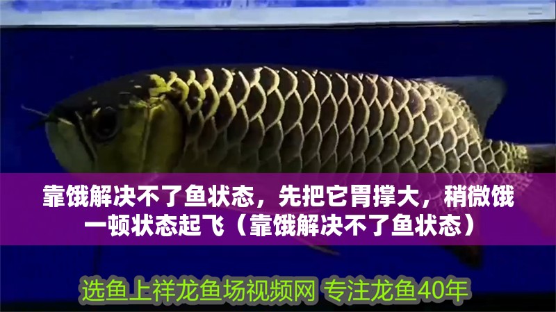 靠餓解決不了魚狀態，先把它胃撐大，稍微餓一頓狀態起飛（靠餓解決不了魚狀態）