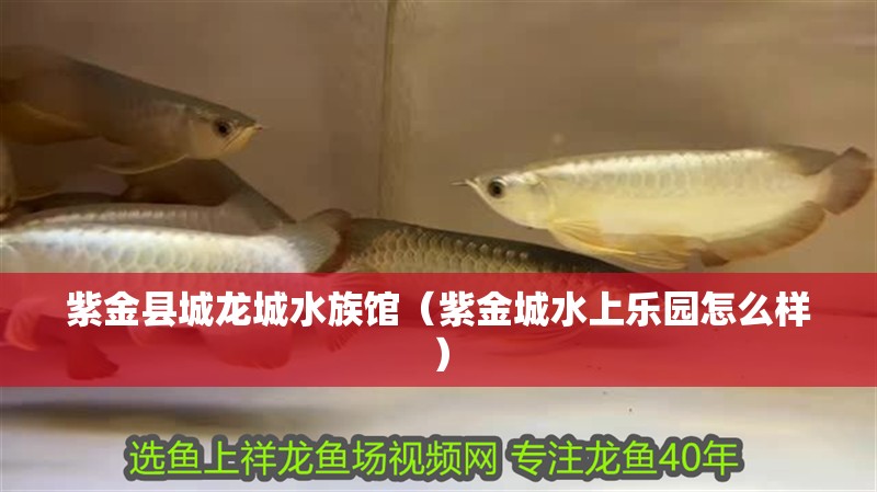 紫金縣城龍城水族館（紫金城水上樂園怎么樣）