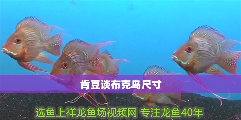 肯豆談布克鳥尺寸