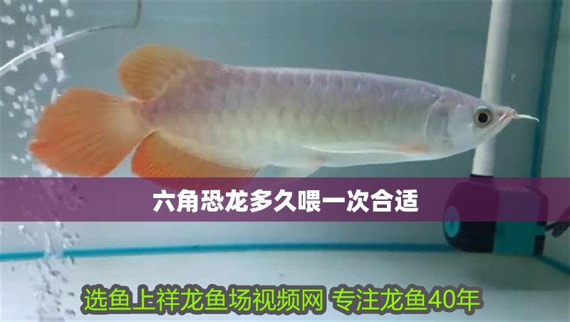 六角恐龍多久喂一次合適