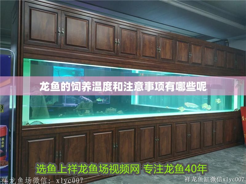 龍魚的飼養溫度和注意事項有哪些呢