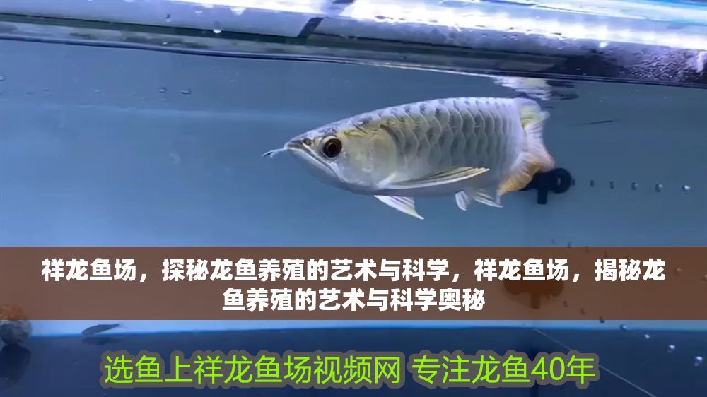 祥龍魚場，探秘龍魚養(yǎng)殖的藝術(shù)與科學，祥龍魚場，揭秘龍魚養(yǎng)殖的藝術(shù)與科學奧秘