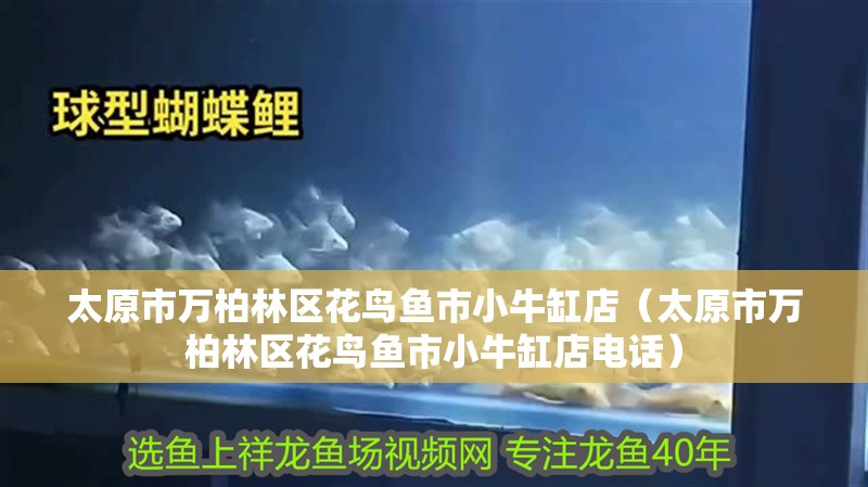 太原市萬(wàn)柏林區(qū)花鳥魚市小牛缸店（太原市萬(wàn)柏林區(qū)花鳥魚市小牛缸店電話）