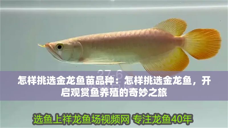 怎樣挑選金龍魚苗品種：怎樣挑選金龍魚，開啟觀賞魚養殖的奇妙之旅