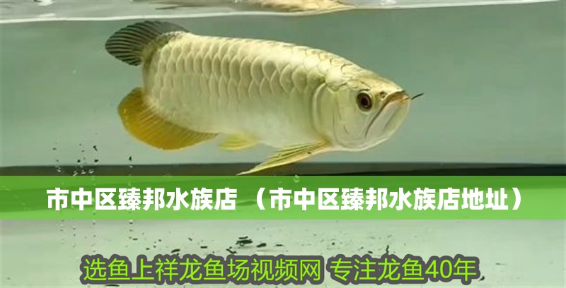 市中區臻邦水族店 （市中區臻邦水族店地址） 市中區臻邦水族店 （市中區臻邦水族店地址） 全國水族館企業名錄