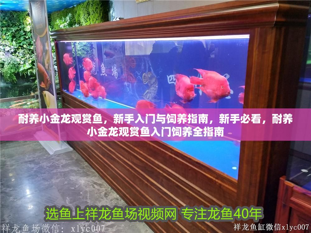 耐養小金龍觀賞魚，新手入門與飼養指南，新手必看，耐養小金龍觀賞魚入門飼養全指南