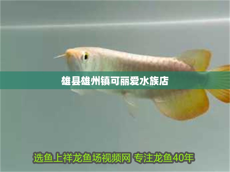 雄縣雄州鎮可麗愛水族店 雄縣雄州鎮可麗愛水族店 全國水族館企業名錄