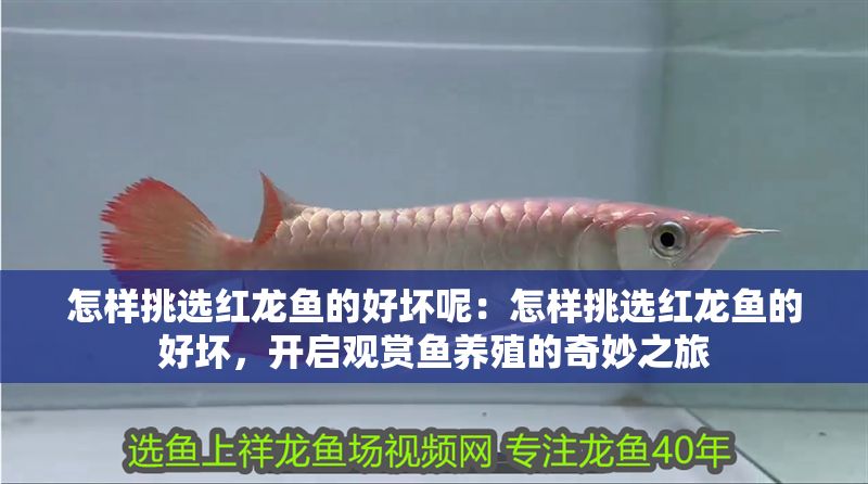 怎樣挑選紅龍魚的好壞呢：怎樣挑選紅龍魚的好壞，開啟觀賞魚養殖的奇妙之旅