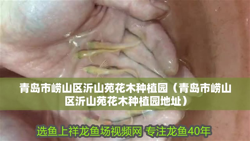 青島市嶗山區沂山苑花木種植園（青島市嶗山區沂山苑花木種植園地址）