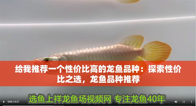 給我推薦一個(gè)性價(jià)比高的龍魚(yú)品種：探索性價(jià)比之選，龍魚(yú)品種推薦