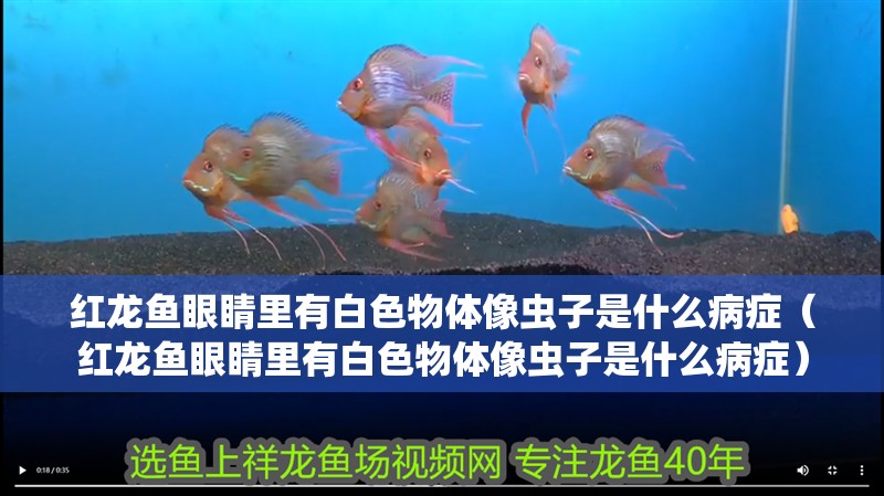 紅龍魚眼睛里有白色物體像蟲子是什么病癥（紅龍魚眼睛里有白色物體像蟲子是什么病癥） 紅龍魚眼睛里有白色物體像蟲子是什么病癥（紅龍魚眼睛里有白色物體像蟲子是什么病癥） 龍魚百科