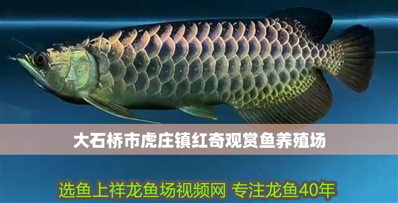 大石橋市虎莊鎮(zhèn)紅奇觀賞魚養(yǎng)殖場