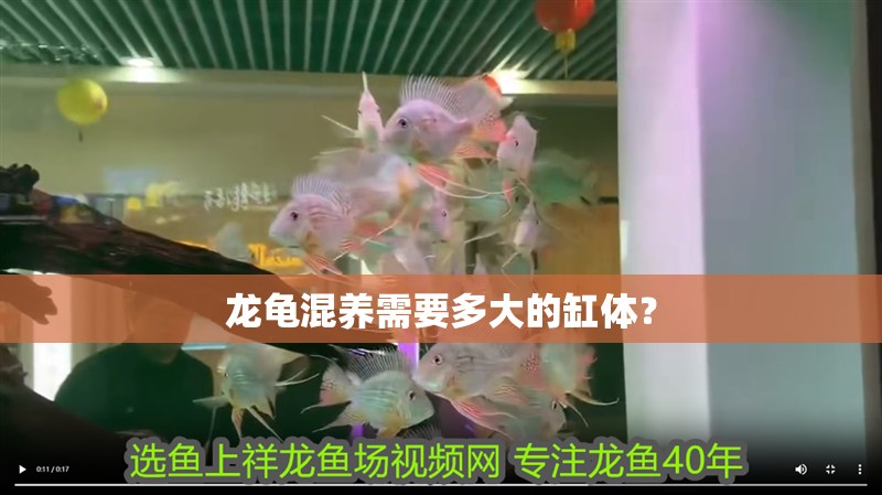 龍龜混養需要多大的缸體？