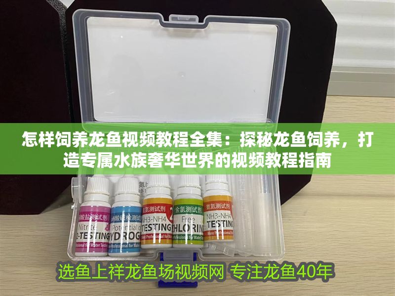 怎樣飼養龍魚視頻教程全集：探秘龍魚飼養，打造專屬水族奢華世界的視頻教程指南