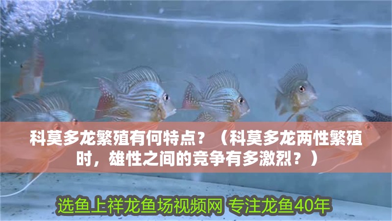 科莫多龍繁殖有何特點(diǎn)？（科莫多龍兩性繁殖時(shí)，雄性之間的競(jìng)爭(zhēng)有多激烈？） 科莫多龍繁殖有何特點(diǎn)？（科莫多龍兩性繁殖時(shí)，雄性之間的競(jìng)爭(zhēng)有多激烈？） 龍魚百科