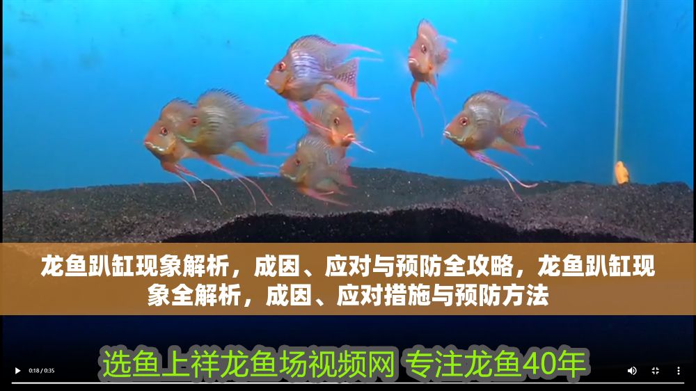 龍魚(yú)趴缸現(xiàn)象解析，成因、應(yīng)對(duì)與預(yù)防全攻略，龍魚(yú)趴缸現(xiàn)象全解析，成因、應(yīng)對(duì)措施與預(yù)防方法